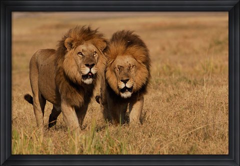 Framed Lions, Duba Pride Males, Duba Plains, Okavango Delta, Botswana Print