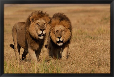 Framed Lions, Duba Pride Males, Duba Plains, Okavango Delta, Botswana Print