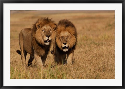 Framed Lions, Duba Pride Males, Duba Plains, Okavango Delta, Botswana Print