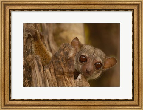 Framed Milne-Edwards sifaka primate, Ankarafantsika, Madagascar Print