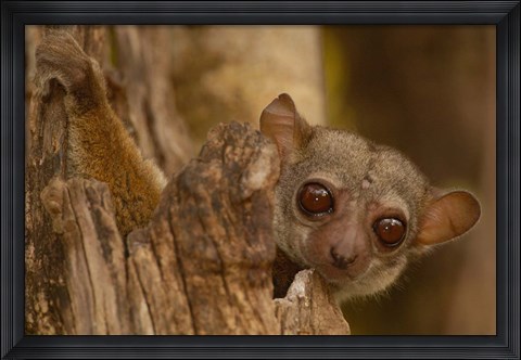 Framed Milne-Edwards sifaka primate, Ankarafantsika, Madagascar Print