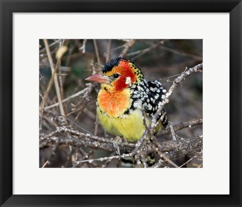 Framed Kenya. Red and yellow barbet bird on tree limb Print
