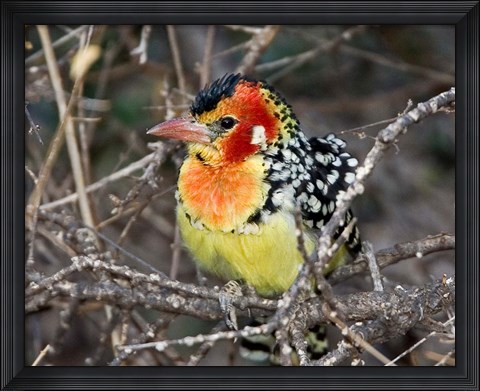 Framed Kenya. Red and yellow barbet bird on tree limb Print