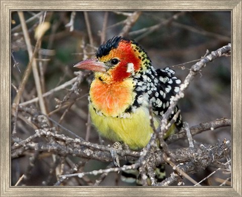 Framed Kenya. Red and yellow barbet bird on tree limb Print