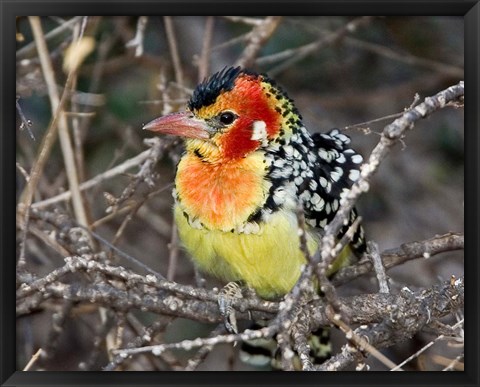 Framed Kenya. Red and yellow barbet bird on tree limb Print