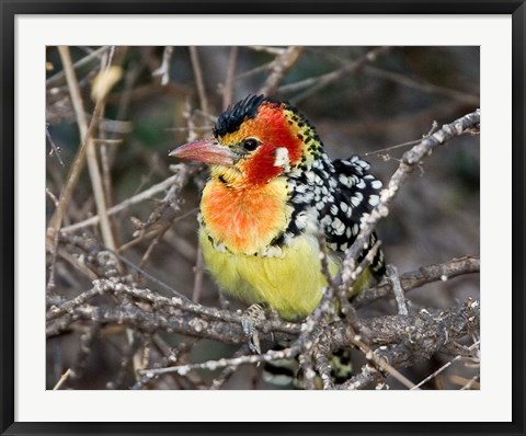 Framed Kenya. Red and yellow barbet bird on tree limb Print