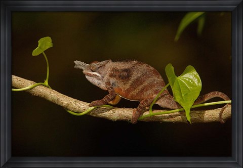 Framed Lesser chameleon lizard, crop fields. MADAGASCAR Print