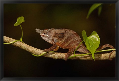 Framed Lesser chameleon lizard, crop fields. MADAGASCAR Print