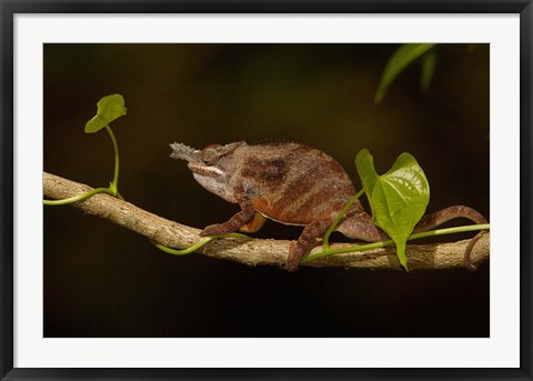 Framed Lesser chameleon lizard, crop fields. MADAGASCAR Print