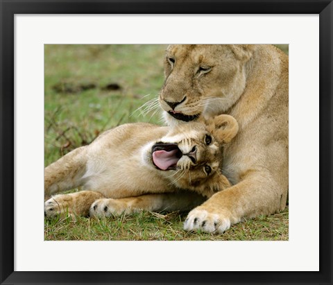 Framed Kenya, Masai Mara, Keekorok Lodge. African lions Print