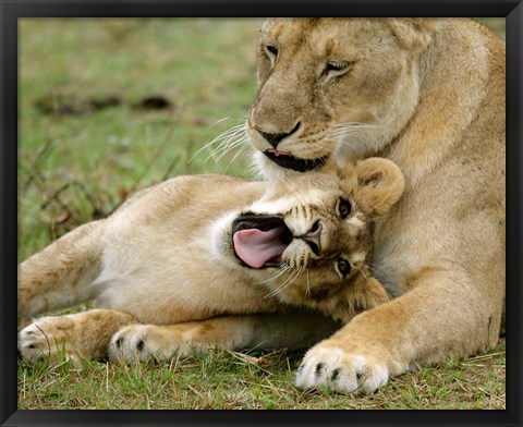 Framed Kenya, Masai Mara, Keekorok Lodge. African lions Print