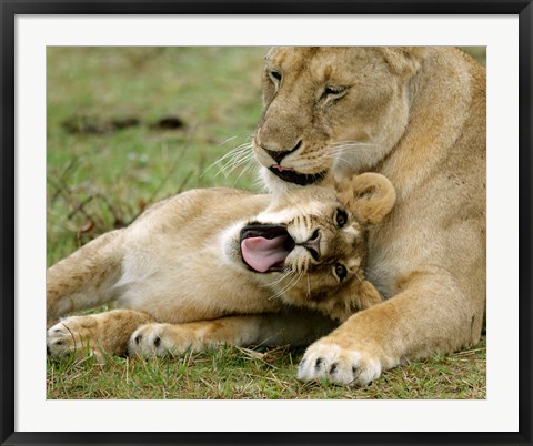 Framed Kenya, Masai Mara, Keekorok Lodge. African lions Print