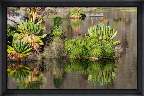Framed Plants of the water&#39;s edge, Mount Kenya National Park, Kenya Print