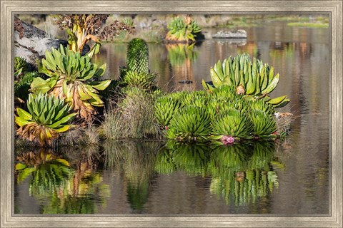 Framed Plants of the water&#39;s edge, Mount Kenya National Park, Kenya Print