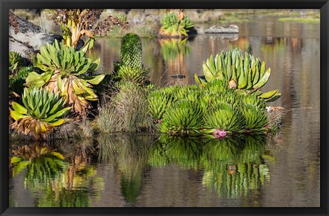 Framed Plants of the water&#39;s edge, Mount Kenya National Park, Kenya Print