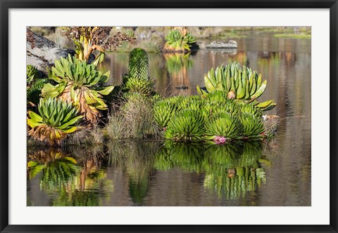 Framed Plants of the water&#39;s edge, Mount Kenya National Park, Kenya Print