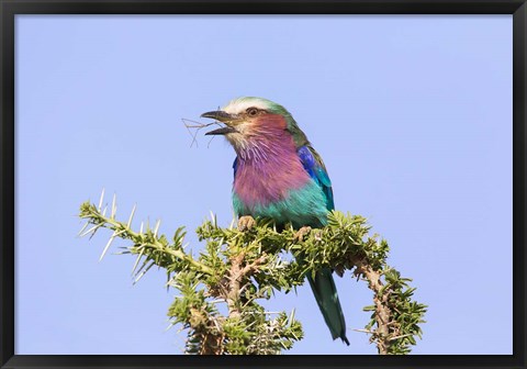 Framed Lilac-breasted Roller with a walking stick insect, Serengeti, Tanzania Print