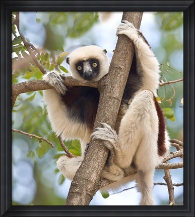 Framed Madagascar, Sifaka lemur wildlife in tree Print