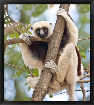 Framed Madagascar, Sifaka lemur wildlife in tree Print