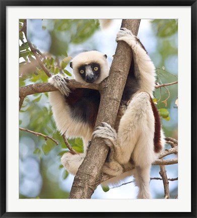 Framed Madagascar, Sifaka lemur wildlife in tree Print