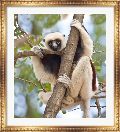 Framed Madagascar, Sifaka lemur wildlife in tree Print