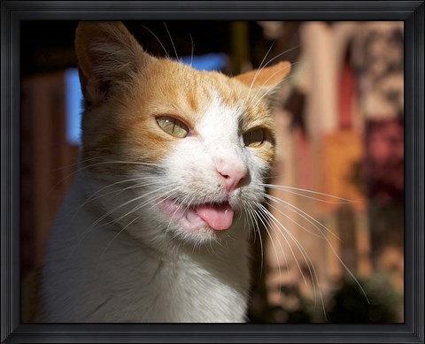 Framed Male, Orange Tabby Cat, Morocco Print