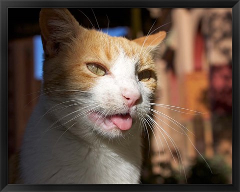 Framed Male, Orange Tabby Cat, Morocco Print