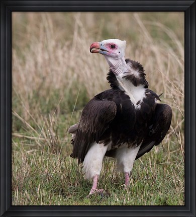 Framed Kenya. White-headed vulture standing in grass. Print