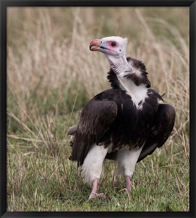 Framed Kenya. White-headed vulture standing in grass. Print