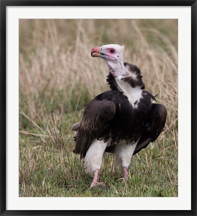 Framed Kenya. White-headed vulture standing in grass. Print