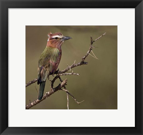 Framed Kenya, Rufous-crowned roller bird on limb. Print