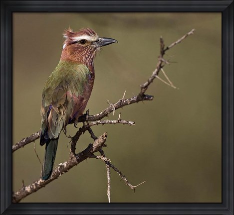 Framed Kenya, Rufous-crowned roller bird on limb. Print