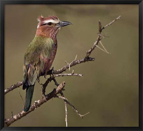 Framed Kenya, Rufous-crowned roller bird on limb. Print