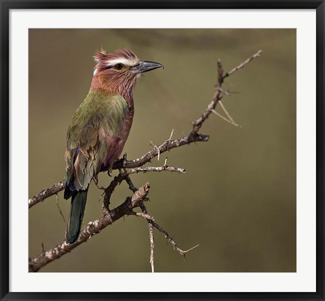 Framed Kenya, Rufous-crowned roller bird on limb. Print