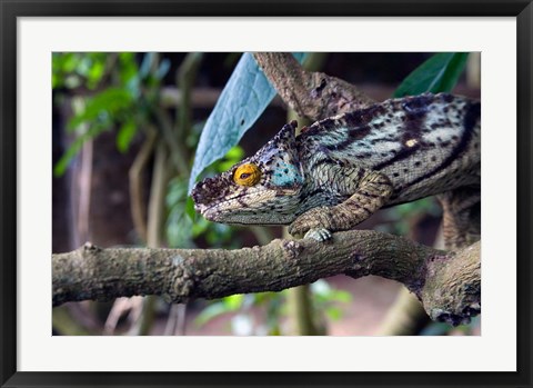 Framed Chameleon on tree limb, Madagascar Print