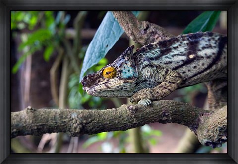 Framed Chameleon on tree limb, Madagascar Print