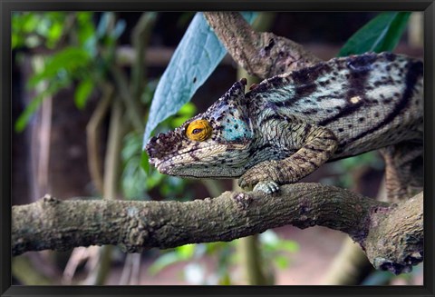 Framed Chameleon on tree limb, Madagascar Print