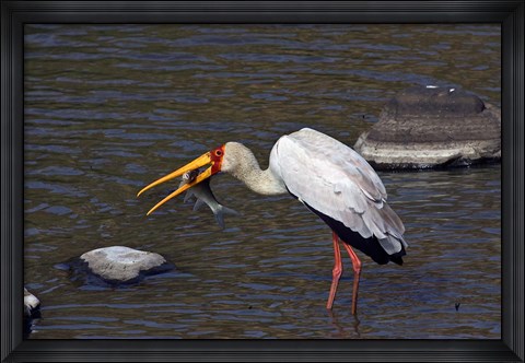 Framed Kenya, Masai Mara. Yellow-billed stork, fish prey Print