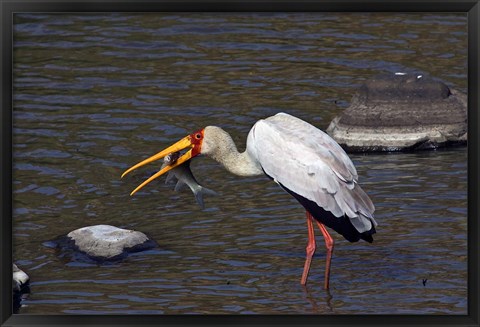 Framed Kenya, Masai Mara. Yellow-billed stork, fish prey Print