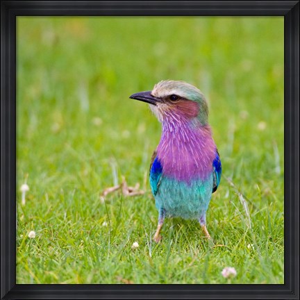 Framed Kenya. Lilac-breasted Roller bird, Lake Naivasha Print