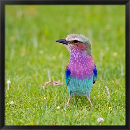 Framed Kenya. Lilac-breasted Roller bird, Lake Naivasha Print