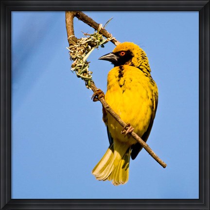 Framed Masked Weaver bird, Drakensberg, South Africa Print