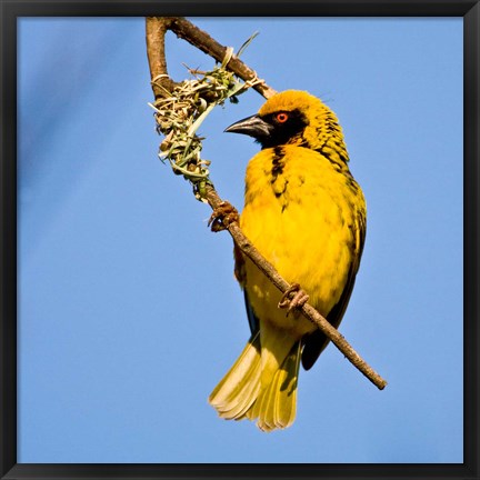 Framed Masked Weaver bird, Drakensberg, South Africa Print