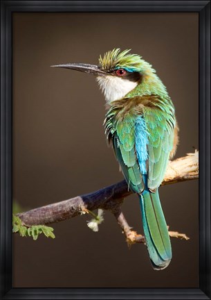 Framed Kenya, Somali bee-eater, tropical bird on limb Print