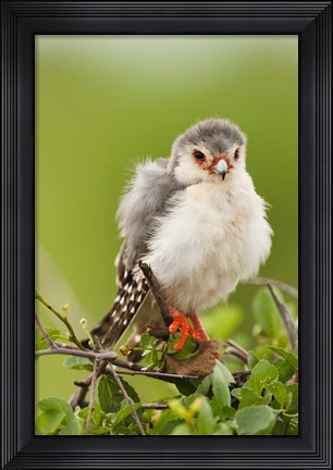 Framed Pygmy Falcon, Samburu Game Reserve, Kenya Print