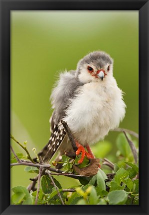 Framed Pygmy Falcon, Samburu Game Reserve, Kenya Print