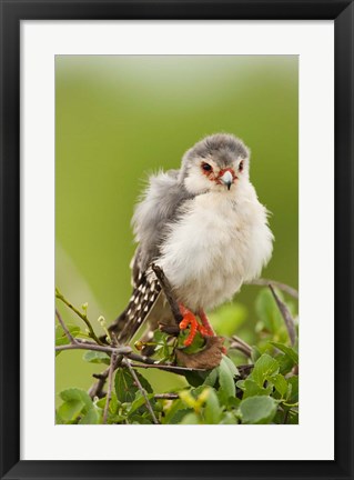 Framed Pygmy Falcon, Samburu Game Reserve, Kenya Print