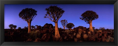 Framed Namibia, Keetmanshoop, Quiver Tree, Kokerboomwoud Print