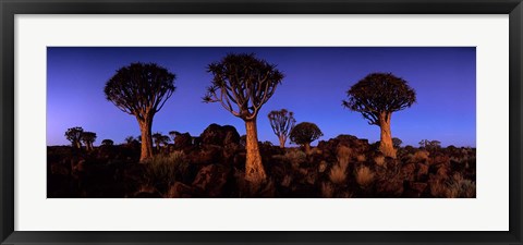 Framed Namibia, Keetmanshoop, Quiver Tree, Kokerboomwoud Print