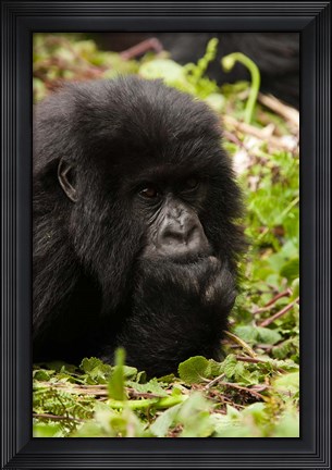 Framed Gorilla resting, Volcanoes National Park, Rwanda Print